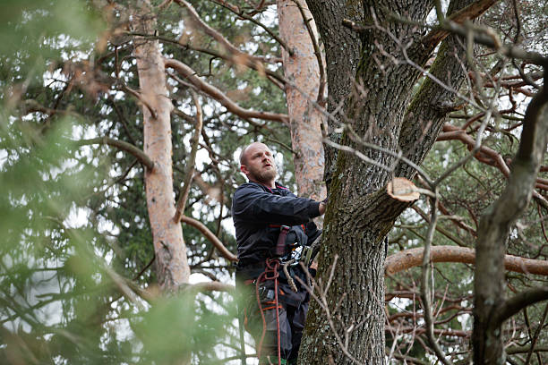 Best Tree Trimming and Pruning  in Leesburg, OH